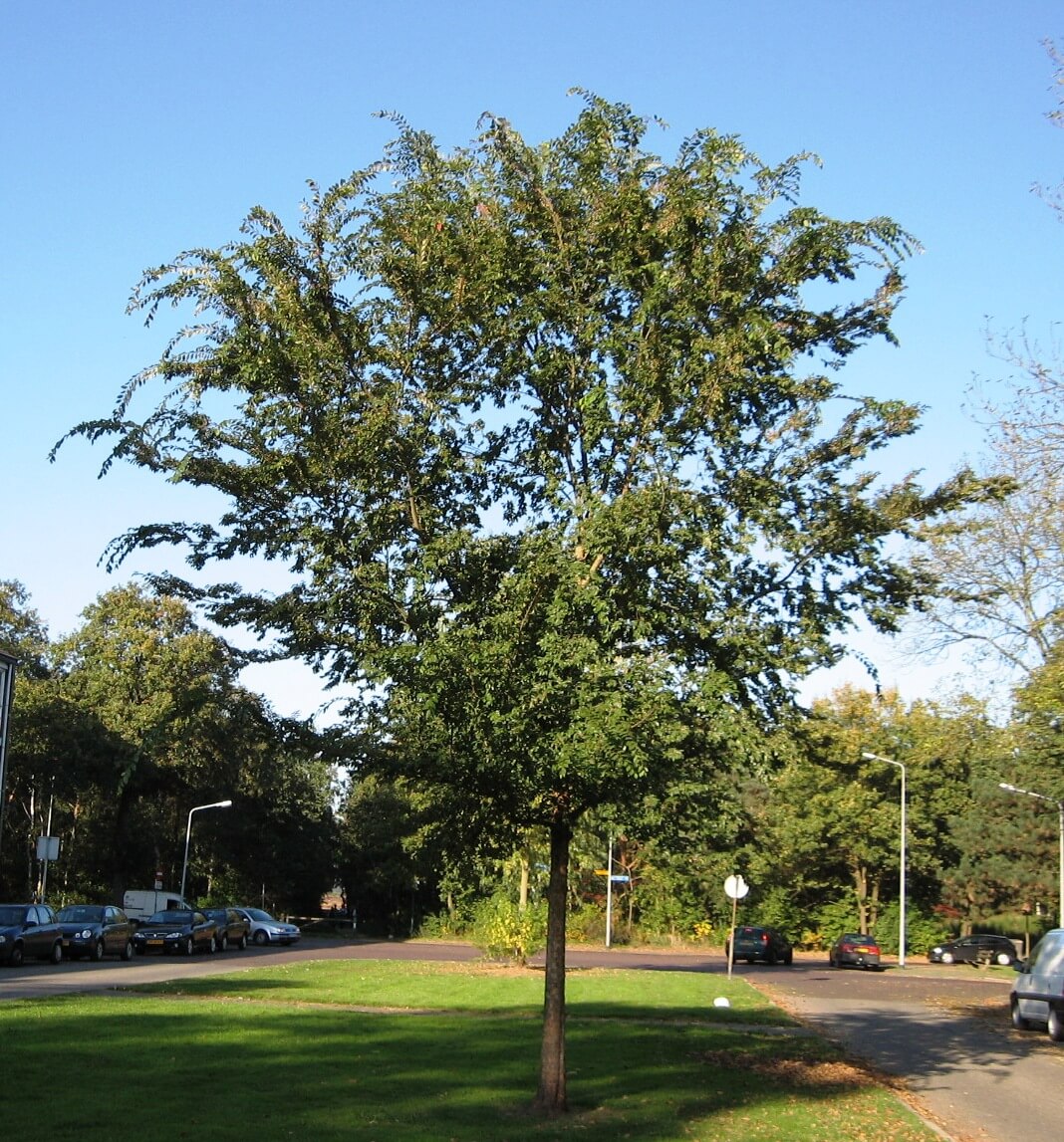 Collection 99+ Images pictures of chinese elm trees Latest