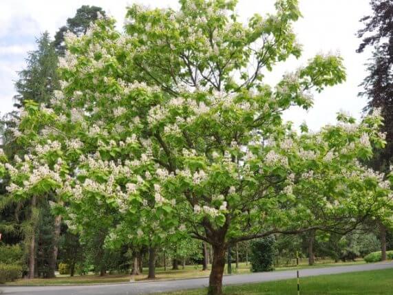 Indian Bean Tree (Catalpa bignonioides)