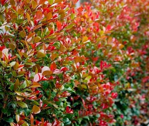 Lilly Pilly (Syzygium Big Red)