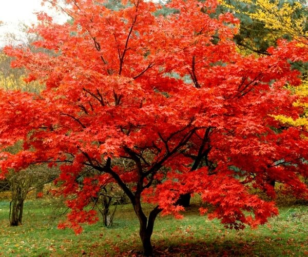 Red Japanese Maple (Acer Palmatum Atropurpureum)