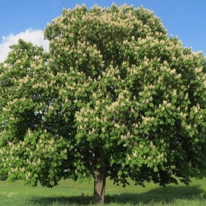 Horse Chest Nut Tree