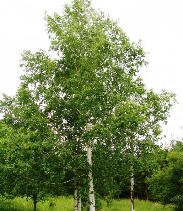 Silver Birch Betula Alba