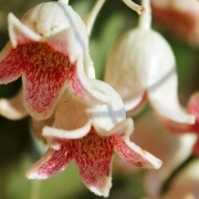 Brachychiton Populneus flower