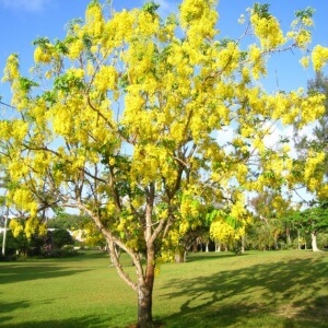 Golden Shower Tree