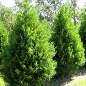 Conifer