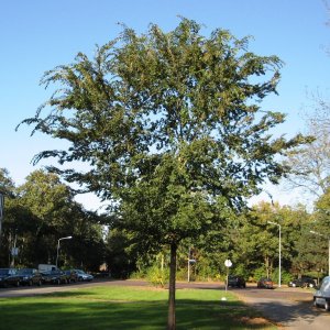 Elm Trees