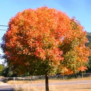 Chinese Pistachio Tree