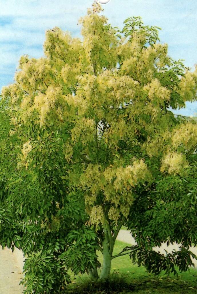 Fraxinus Ash Tree