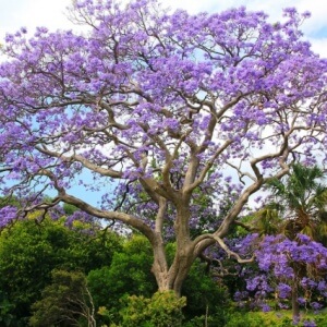 Jacaranda