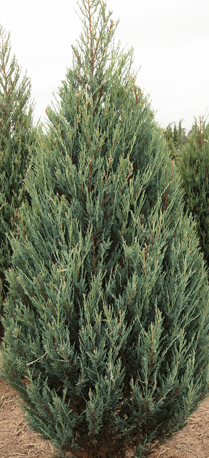 skyrocket juniper growth rate