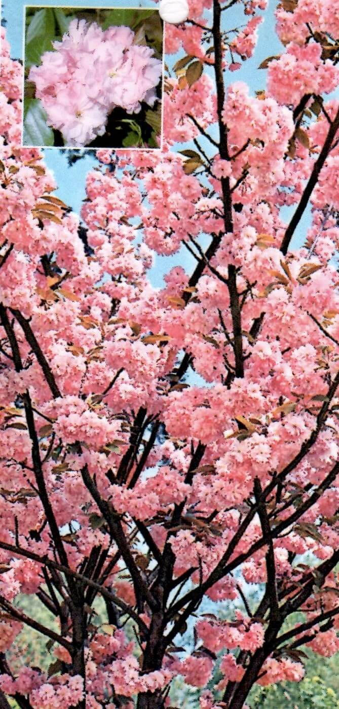 Kanzan (Prunus Serrulata Kanzan)