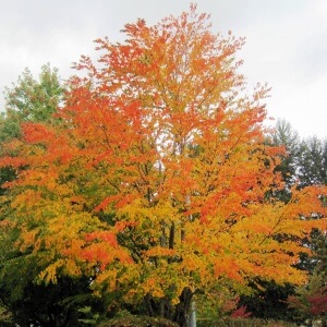 Katsura Tree