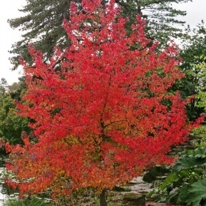 Liquidamber Tree