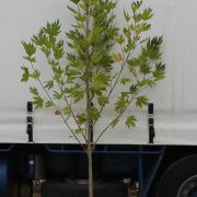 London-plane London-plane