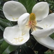 Magnolia Emerald Spire flower
