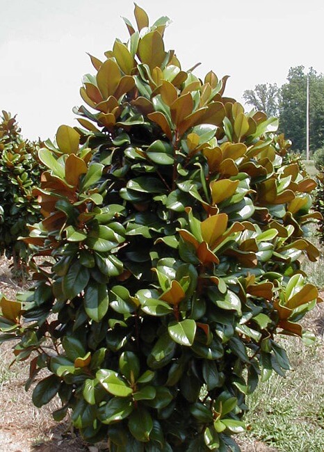Magnolia Teddy Bear