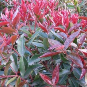 Pacific Christmas Bush