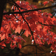 Mitchelldean-Maple-leaves