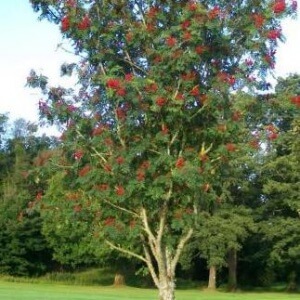 Mountain Ash