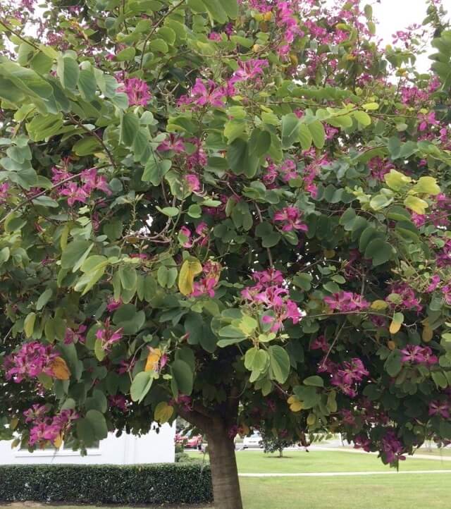 Orchid Tree (Bauhinia Purpurea)