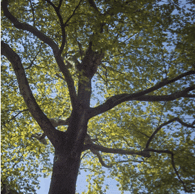 London Plane Tree