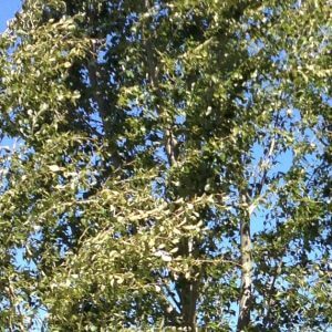 Poplar Tree