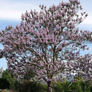 Paulownia Tomentosa