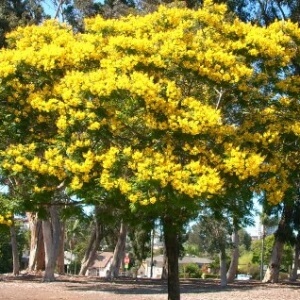 Yellow Flame Tree