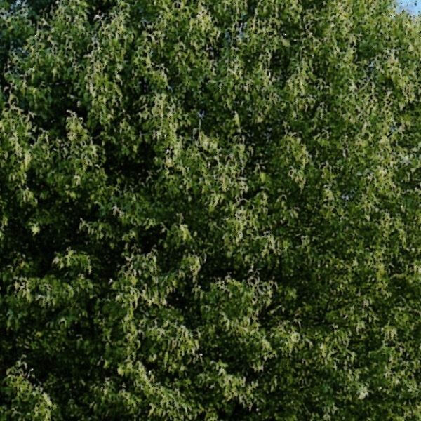 Nivalis Snow Flowering Pear (Pyrus nivalis)