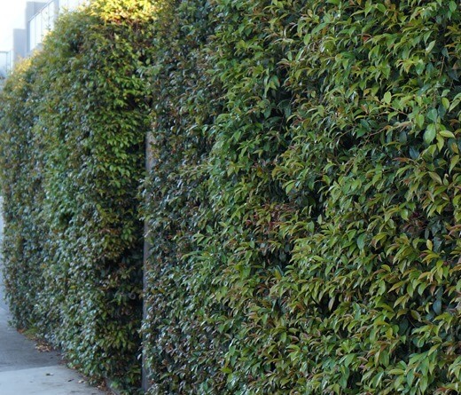 Goodbye Neighbour Goodbye Neighbours Hedge Uk , Best Hedges for Boundaries – UNIFE