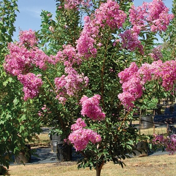 Tuscarora (Lagerstroemia indica x L fauriei Tuscarora)