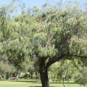 WA Peppermint Tree