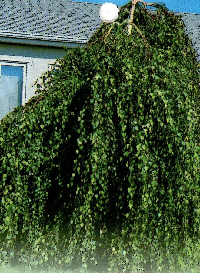 Weeping Silver Birch (Betula pendula ‘Youngii’)