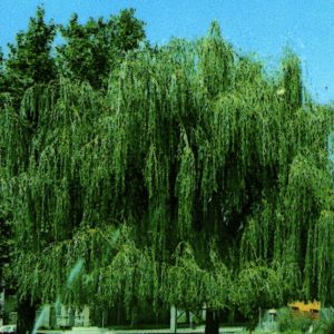 Willow Tree