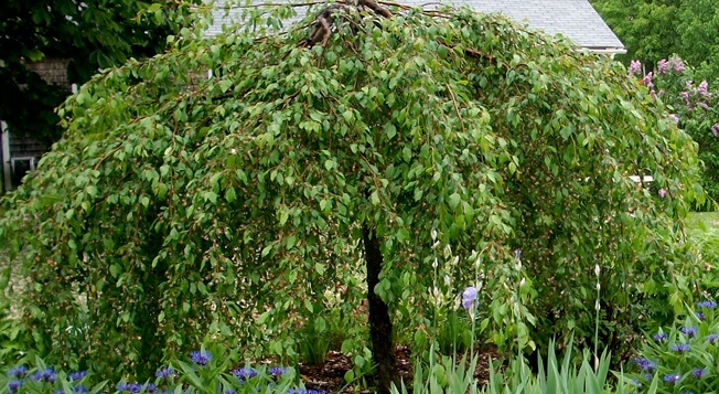 weeping apple crabapple crab tree malus