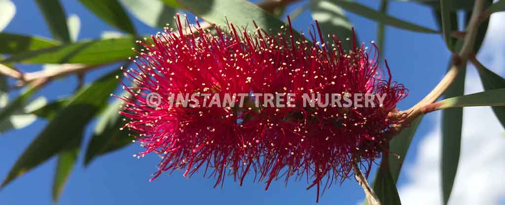 about-melaleuca-viridiflora-flower