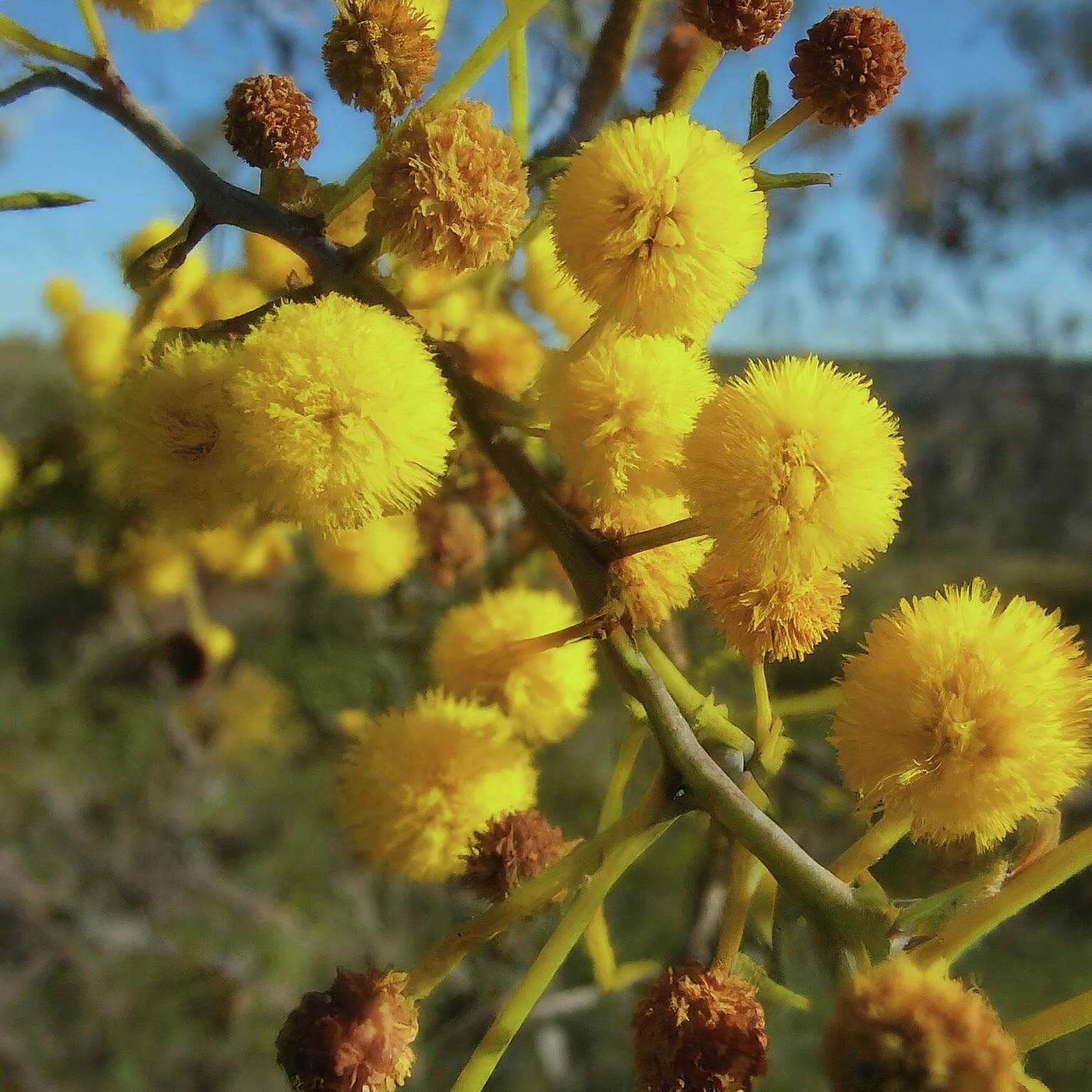 Coastal Wattle (Acacia cyclops)