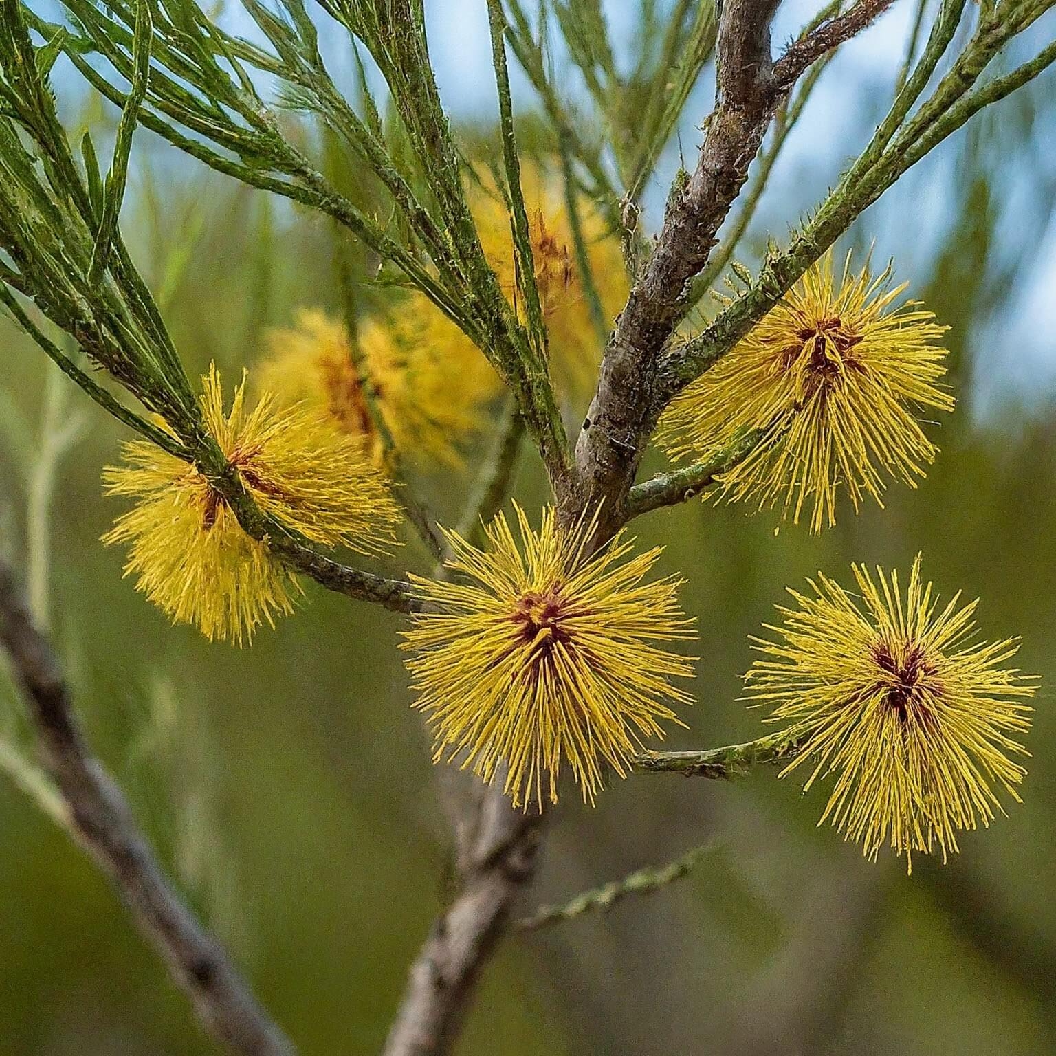 Rock Sheoak (Allocasuarina huegeliana)