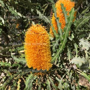 Ashby's Banksia (Banksia ashbyi) Flower