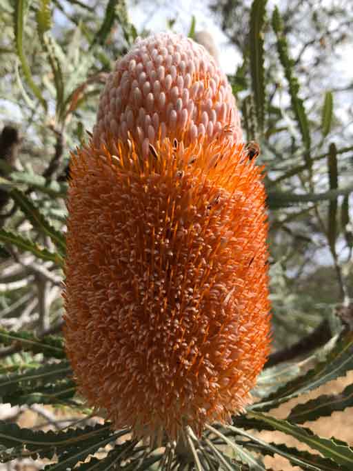 Banksia