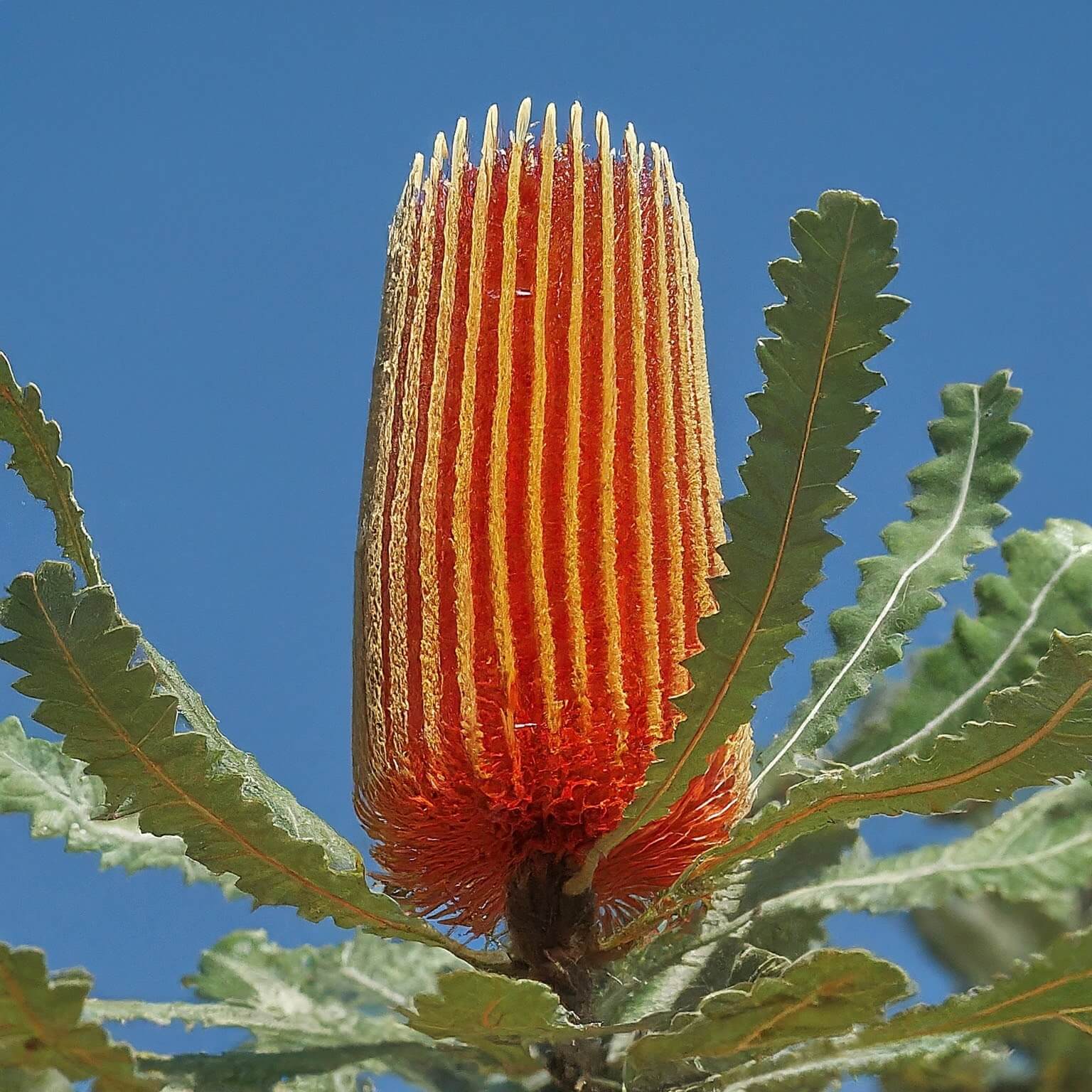 Holly-Leaved Banksia (Banksia ilicifolia)