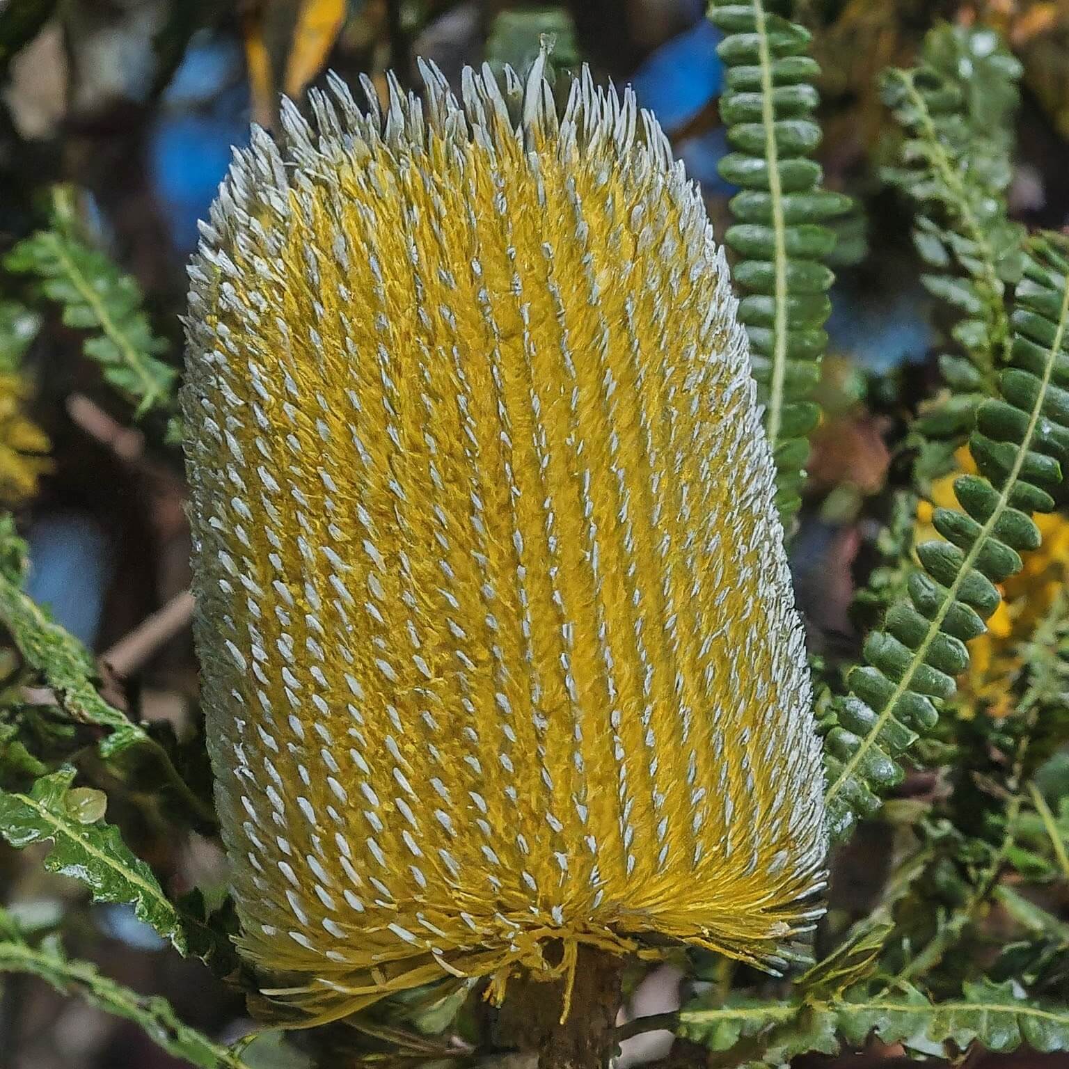 Swamp Banksia (Banksia littoralis)