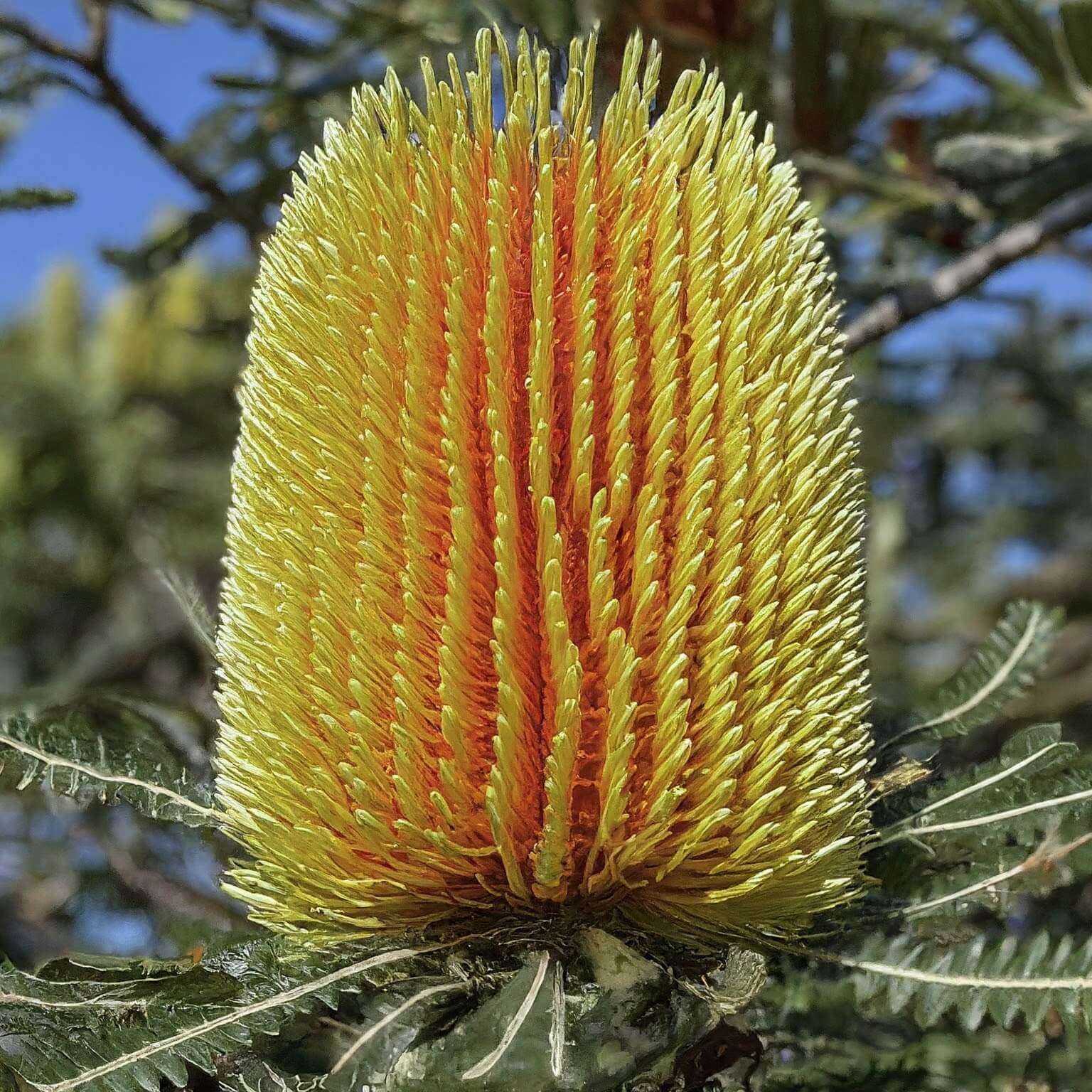 Orange Banksia (Banksia prionotes)