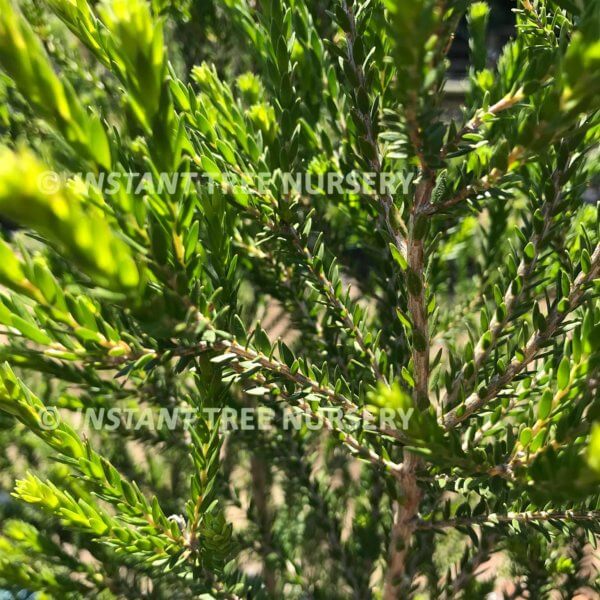 Black Paperbark Melaleuca lanceolata