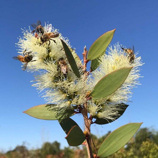 Broad Leaved Paperbark (Melaleuca Quinquenervia)