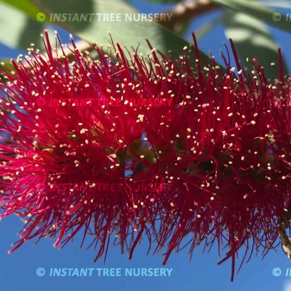 Broad-Leaved Paperbark flower