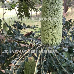 Bull Banksia grandis flower