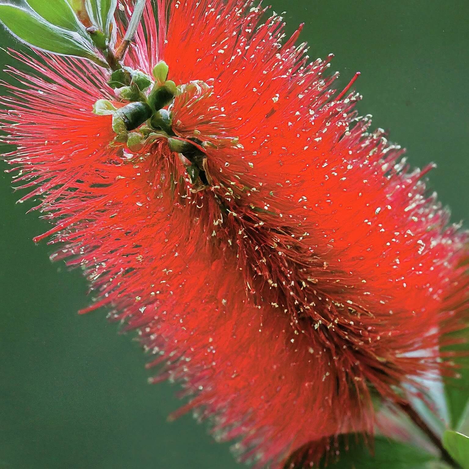 Dawson River Weeper (Callistemon viminalis)