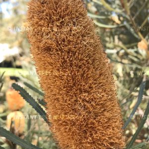 Candlestick Banksia (Banksia attenuata) flower