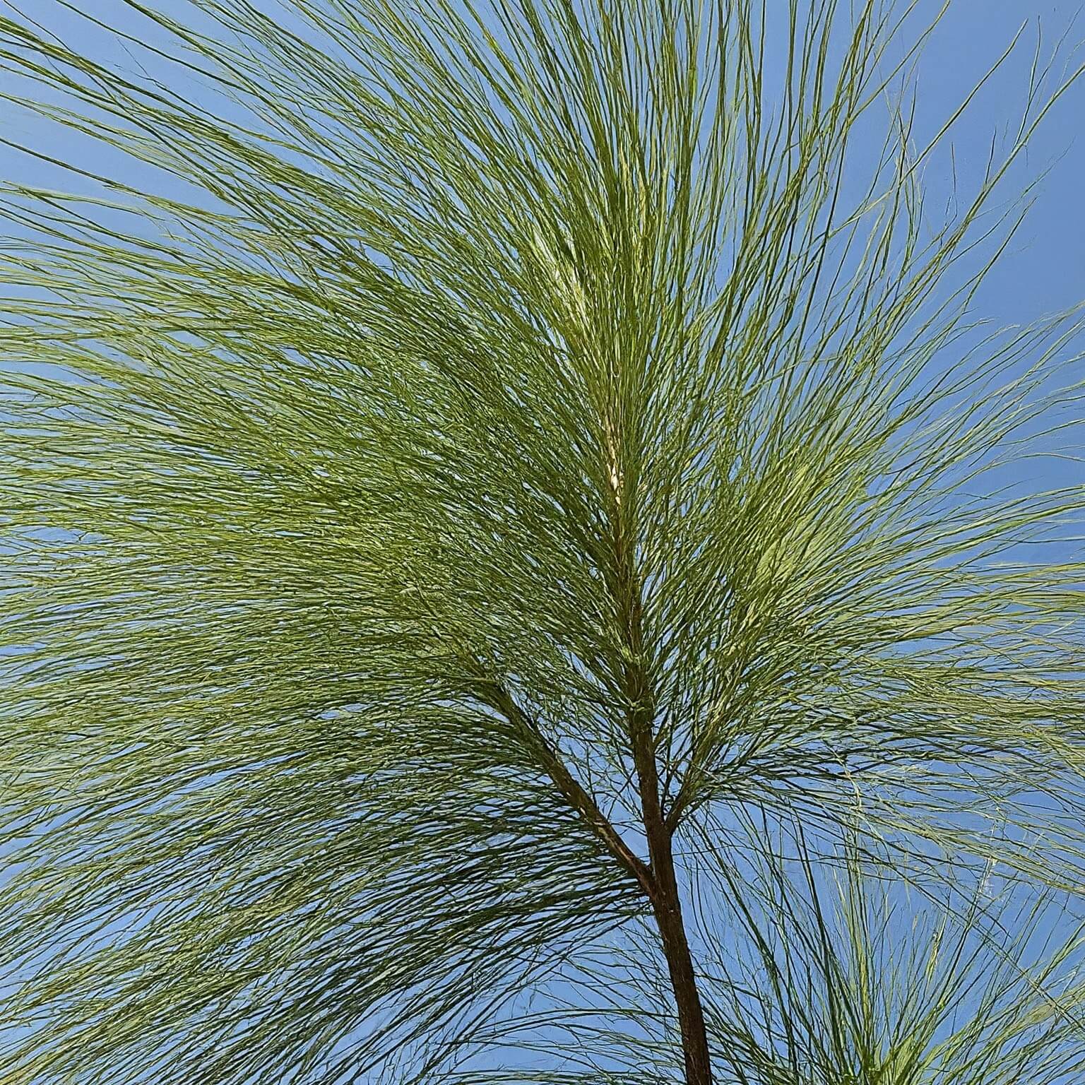 River She-oak (Casuarina cunninghamiana)